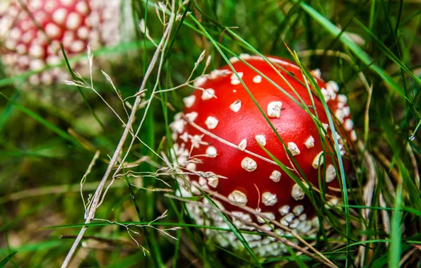 Grass, macro, red, nature, mushroom, mushroom, hat