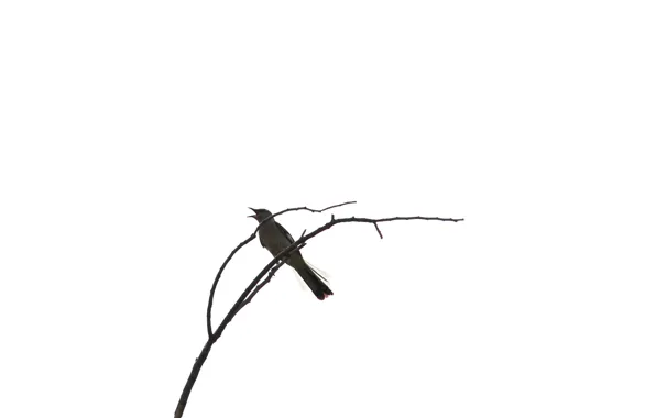 Branches, nature, bird