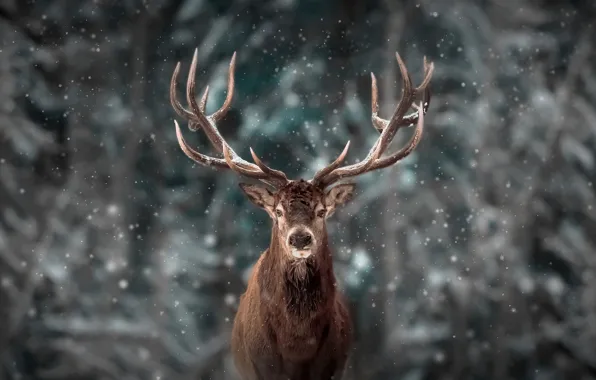 Picture winter, snow, animal, deer, wildlife, reinderr