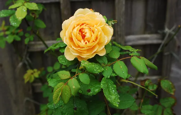 Flower, leaves, drops, Board, the fence, rose, yellow