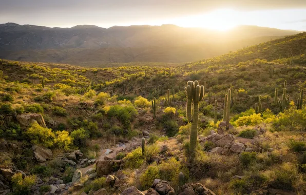 Light, morning, cacti