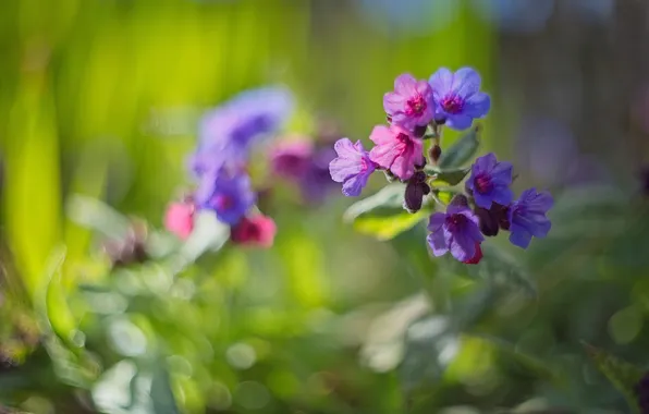 Flowers, spring, meadow, meadow flowers