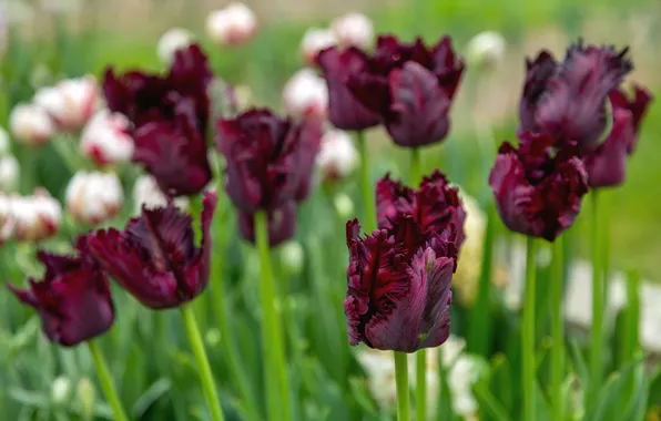 Flowers, spring, tulips, flowerbed, blur, bokeh, Burgundy, fringed