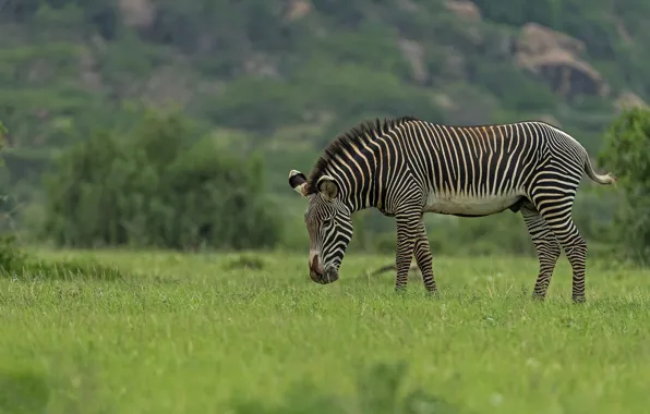 Field, grass, pasture, meadow, Zebra, grazing