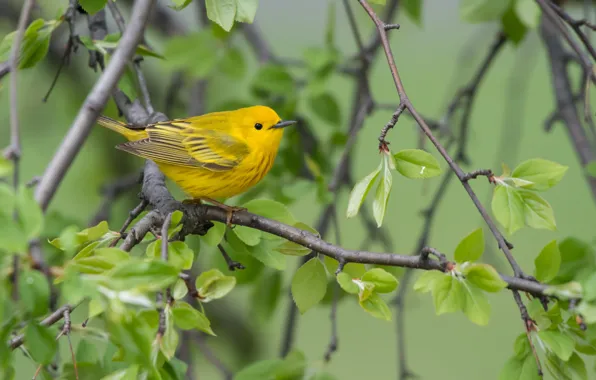 Branches, bird, Yellow drevenica, Golden forest songster