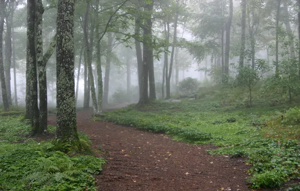 Picture forest, nature, fog, trail