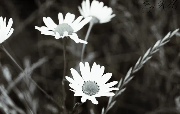 Flowers, chamomile, Nature, black and white