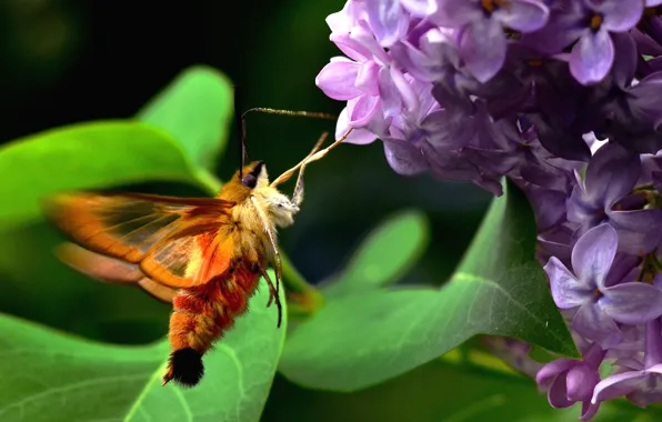 Green, summer, Canada, flower, nature, tree, birds, hornet