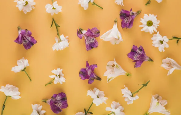 Background, Flowers, Chrysanthemum, Alstroemeria