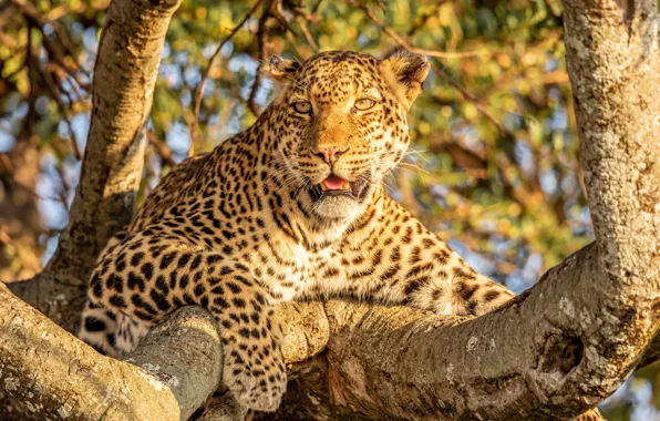 Tree, stay, leopard, wild cat, on the tree