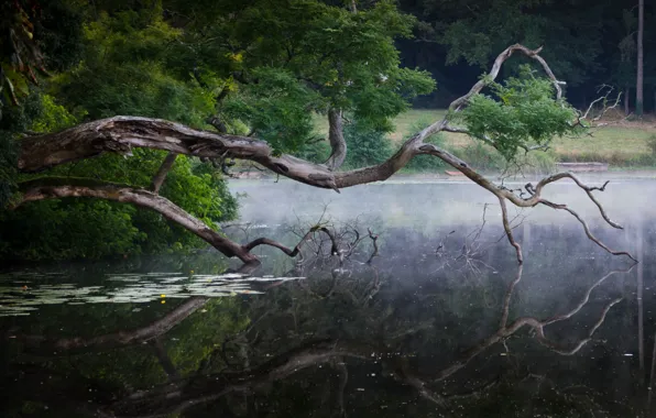 Forest, lake, reflection, snag