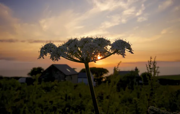 Picture summer, the sun, plant, village, July