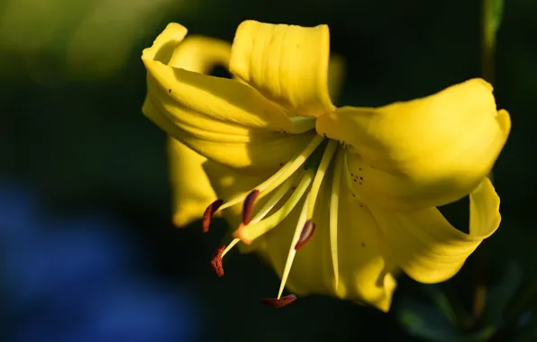The dark background, Lily, yellow