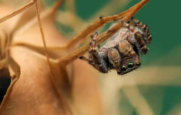 Look, macro, pose, sprig, plant, spider, hanging, bokeh