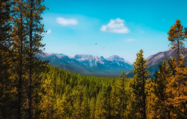Autumn, forest, the sky, clouds, trees, flight, mountains, birds