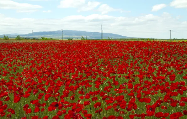 Picture field, the sky, flowers, mountains, Maki