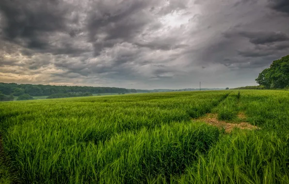 Greens, field, the sky, grass, clouds, overcast, track
