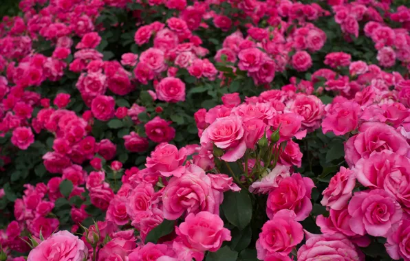 Picture roses, a lot, rose bushes