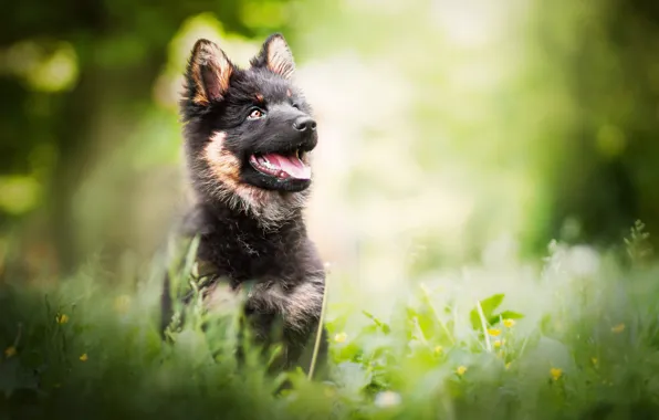 Picture greens, dog, puppy, bokeh