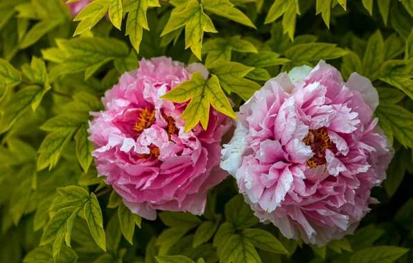 Picture leaves, macro, flowers, pink, peonies