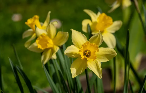 Flowers, spring, yellow, garden, flowerbed, green background, daffodils