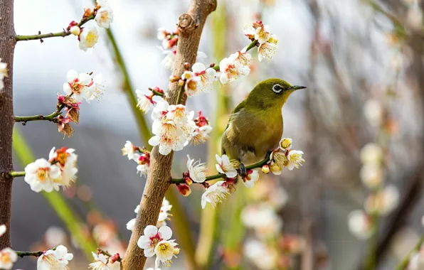 Flowers, branches, nature, pose, background, bird, branch, spring