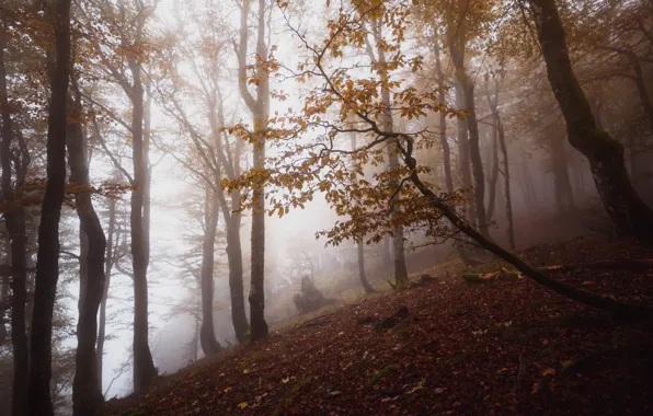 Picture autumn, forest, trees, fog