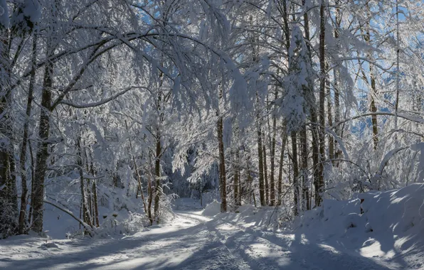 Winter, road, forest, snow, trees, Slovenia, Slovenia, Vrata Valley
