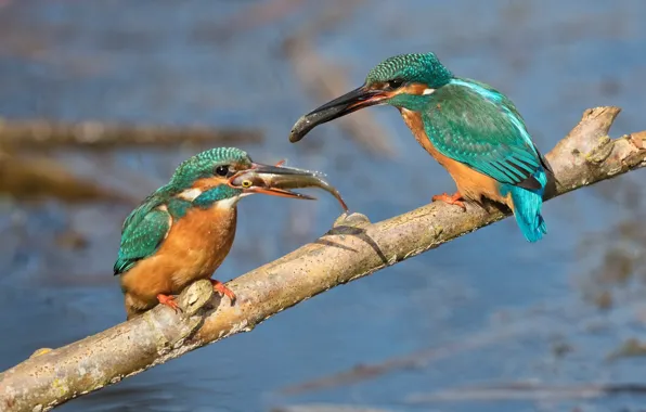 Picture branches, bird, two, fishing, fish, pair, pond, mining