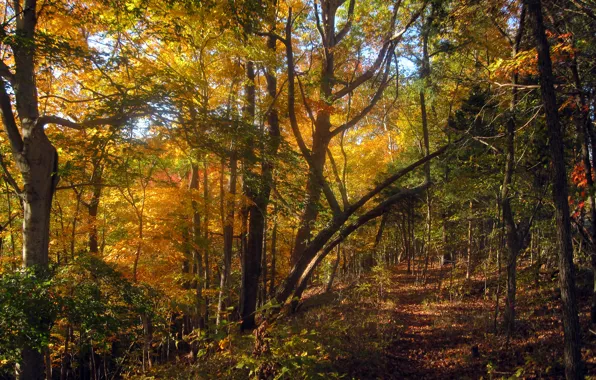 Picture autumn, forest, foliage, forest, falling leaves, path, Autumn, leaves