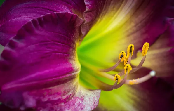 Flower, macro, close-up, lilac, gladiolus