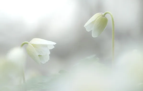 White, flowers, background, blur, white, anemones