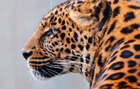 Picture look, predator, leopard, coloring