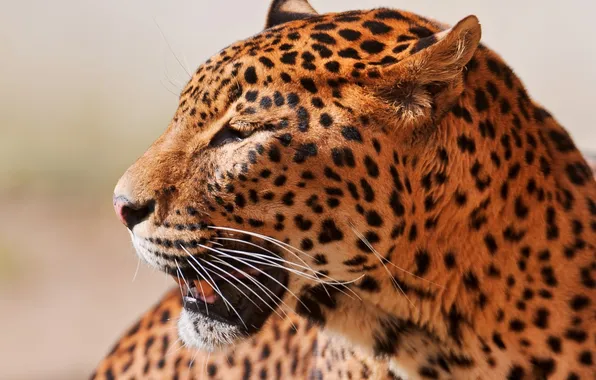 Picture mustache, look, face, predator, leopard, profile