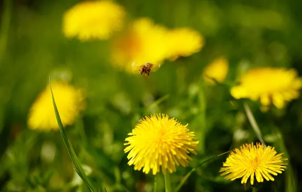 Picture macro, flowers, nature, plants, weed, dandelions