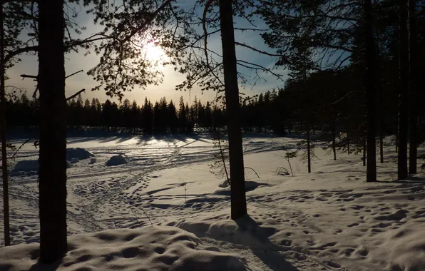 Picture winter, snow, trees, nature, photo, Norrbotten, Kangosfors