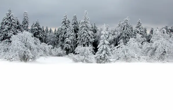 Winter, snow, nature