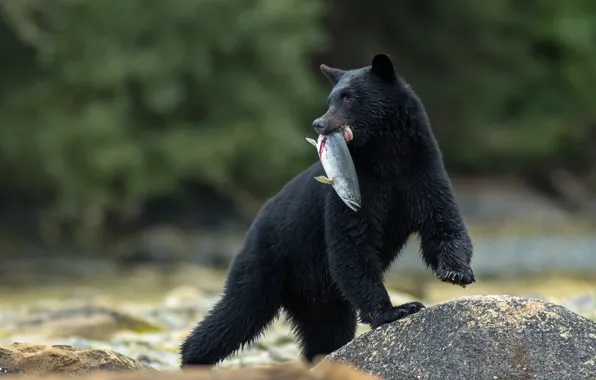 Picture stone, fish, bear, catch, Baribal, Black bear