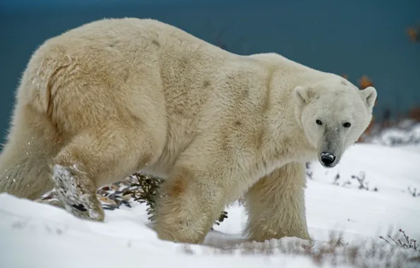 Picture winter, white, snow, nature, bear, bear, walk, polar bear
