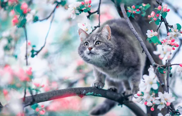 Cat, branches, spring, Apple, flowering, on the tree, flowers, cat