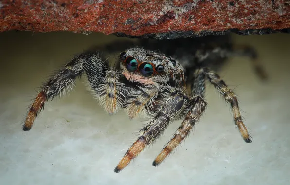 Look, macro, pose, background, spider, bokeh, jumper, spider