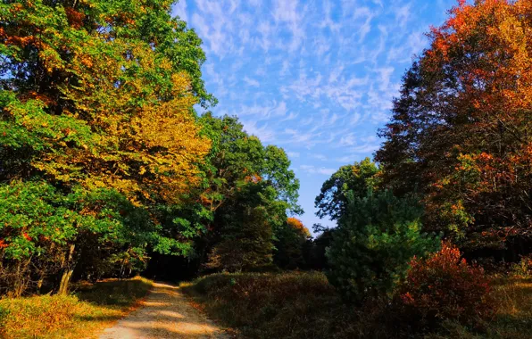 Picture road, autumn, forest, the sky, trees