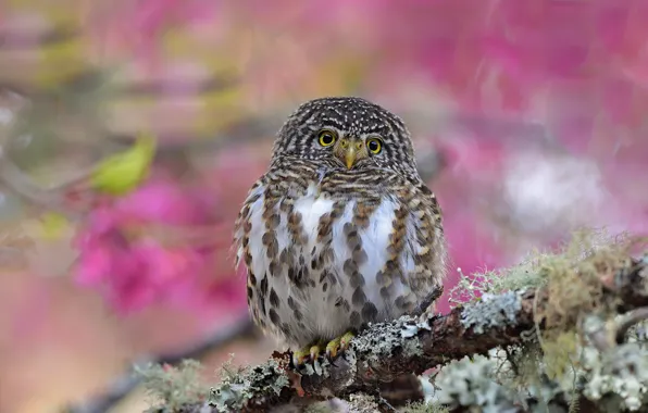 Look, flowers, background, tree, pink, owl, bird, moss