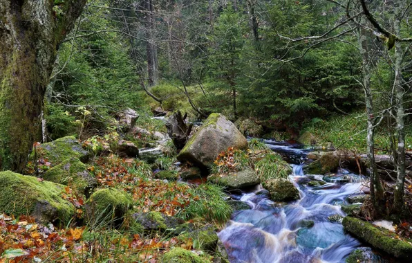 Picture forest, river, stream
