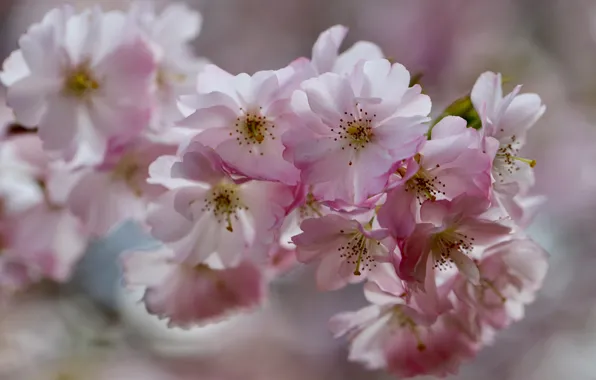 Flowers, branches, blur, spring, Sakura, gentle, pink, flowering