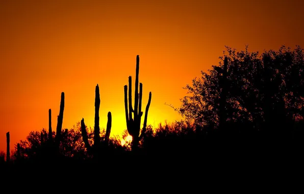 Sunset, nature, plants, the evening, cacti, silhouettes