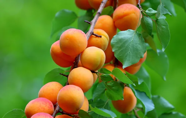 Summer, leaves, branch, harvest, fruit, a lot, green background, apricots