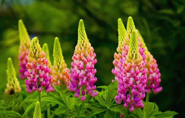 Picture flowers, background, bright, lupins