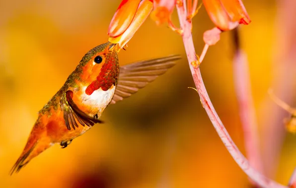 Picture flower, bird, wings, Hummingbird
