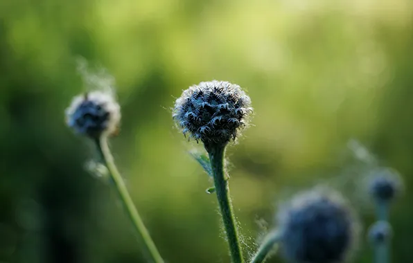 Picture summer, macro, plant